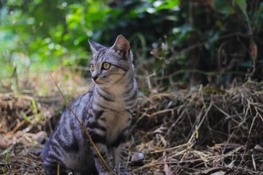 Bulanık bir arka planı olan tuhaf çizgili vahşi bir kedinin yakın çekim görüntüsü ormanda solda oturuyor.