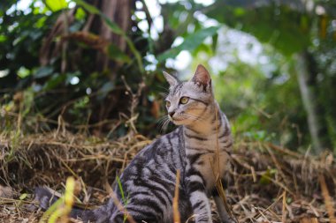 Turuncu arka planda izole edilmiş taze chayote veya Sechium edule yakın görüntüsü. Mirliton, gisquil, pimpinela ve choko olarak da bilinir, su kabağı familyasına ait yenilebilir bir bitki türü..