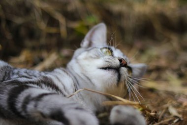 Çizgili vahşi bir kedinin yere uzanmış görüntüsü ormandaki kameraya bakıyor.