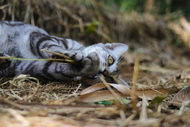 Yerde uzanan sevimli çizgili vahşi bir kedinin yakın çekim görüntüsü ormanda ağaç dallarıyla oynuyor.