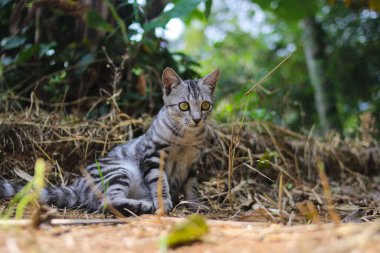 Sokak kedisini yakından gören bir alarm ormanın içinde önünde bir şey görüyor.