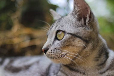 Çizgili vahşi kedi gözlerinin yakın görüntüsü ormanda bulanık arka planla sağa bakıyor.