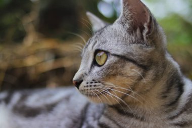 Çizgili vahşi kedi gözlerinin yakın görüntüsü ormanda bulanık arka planla sağa bakıyor.