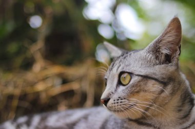 Çizgili vahşi kedi gözlerinin yakın görüntüsü ormanda bulanık arka planla sağa bakıyor.