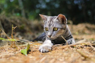 Güzel çizgili vahşi bir kedinin yakın plan görüntüsü. Ormanda bokeh arka planıyla yerde yatıyor.