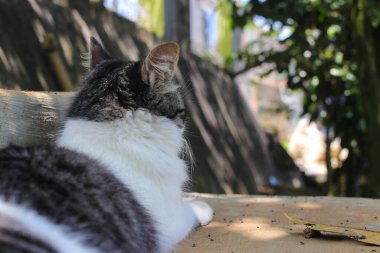 Turuncu arka planda izole edilmiş taze chayote veya Sechium edule yakın görüntüsü. Mirliton, gisquil, pimpinela ve choko olarak da bilinir, su kabağı familyasına ait yenilebilir bir bitki türü..