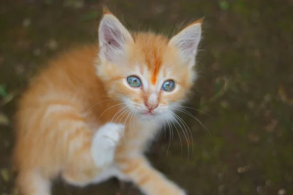 かわいい黄色の子猫のクローズアップビューが裏庭のカメラを見上げています — ストック写真