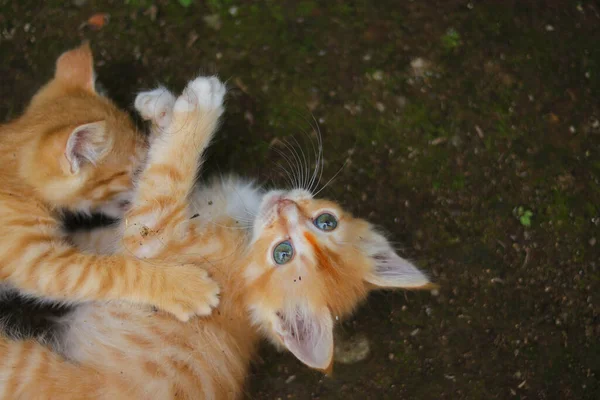 Sarı Bir Kedi Yavrusu Arka Bahçede Yerde Yatarken Kameraya Doğru — Stok fotoğraf