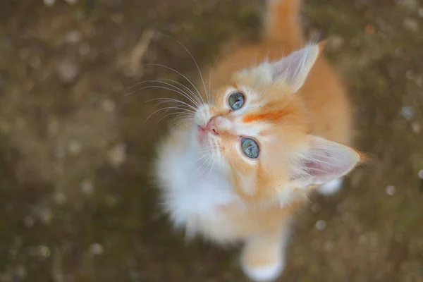 好奇心旺盛な黄色の子猫のクローズアップビューは 裏庭のカメラを見上げています — ストック写真