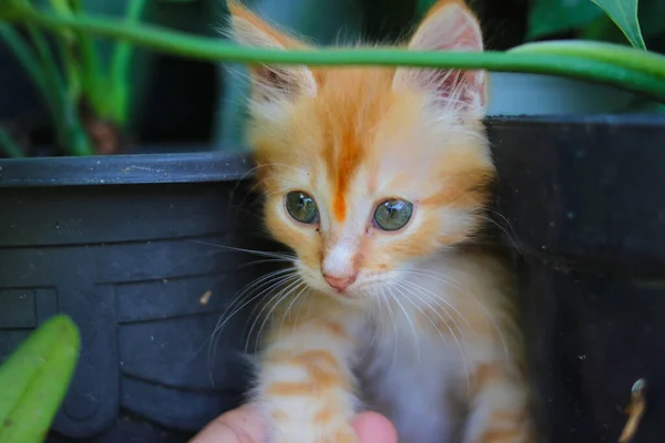 Tampilan Close Dari Kucing Kuning Lucu Antara Dua Pot Bunga — Stok Foto