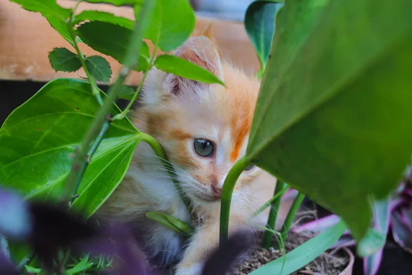 Close View Yellow Kitten Playing Houseplants Backyard — Stock Photo, Image