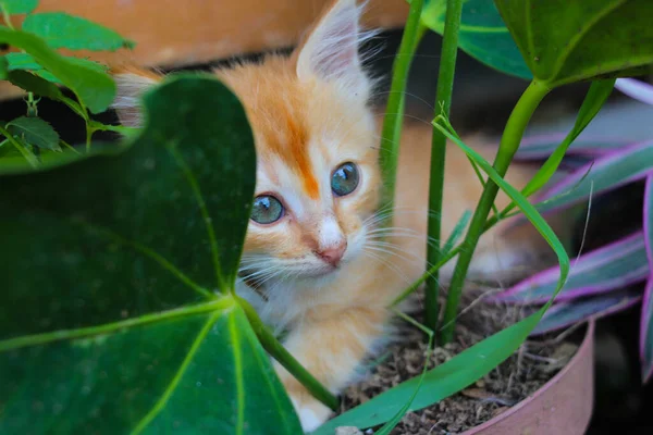 Vista Cerca Gatito Amarillo Está Jugando Alrededor Plantas Interior Patio — Foto de Stock