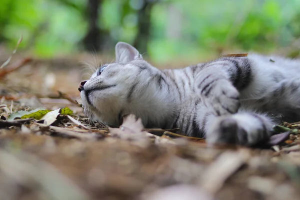 Vista Perto Gato Selvagem Listrado Deitado Chão Está Olhando Para — Fotografia de Stock