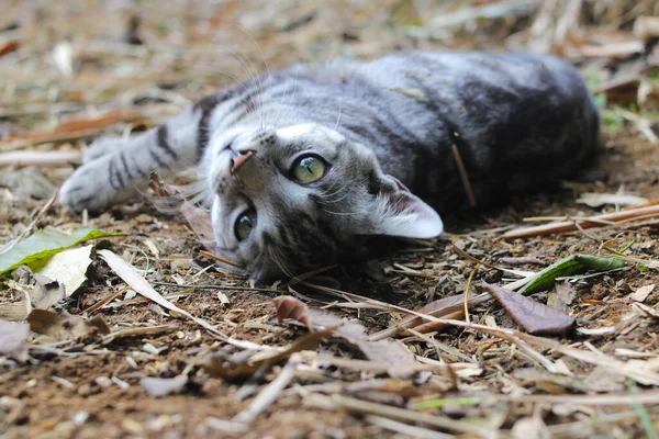 一只条纹野猫躺在地上的特写画面正在看着森林里的摄像机 — 图库照片