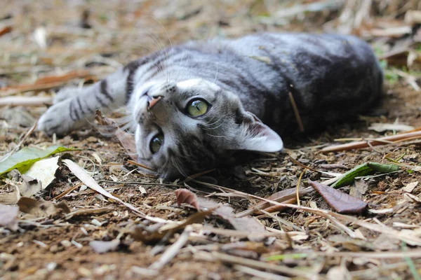 Närbild Randig Vild Katt Som Ligger Ner Marken Tittar Kameran — Stockfoto