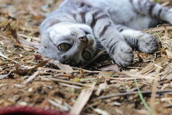 一只条纹野猫躺在地上的特写画面正在看着森林里的摄像机 — 图库照片
