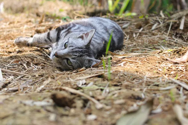 Pohled Zblízka Pruhovanou Divokou Kočku Ležící Zemi Dívá Kamery Lese — Stock fotografie