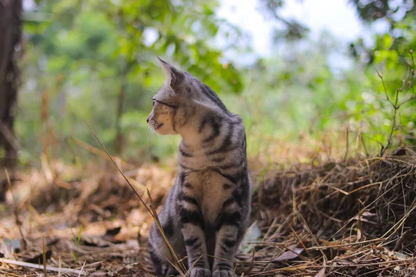 Vue Rapprochée Curieux Chat Sauvage Rayé Fond Flou Assis Sur — Photo