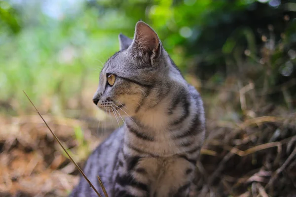 Närbild Vaksam Randig Vild Katt Med Vackra Ögon Sittande Marken — Stockfoto