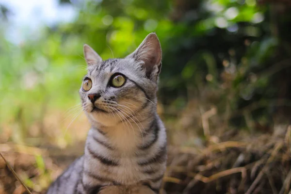 Närbild Vaksam Randig Vild Katt Med Vackra Ögon Sittande Marken — Stockfoto