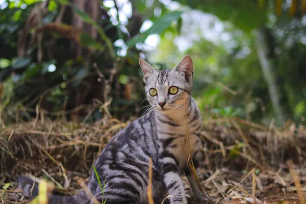 Bulanık Arka Planı Olan Meraklı Çizgili Vahşi Bir Kedinin Yakın — Stok fotoğraf