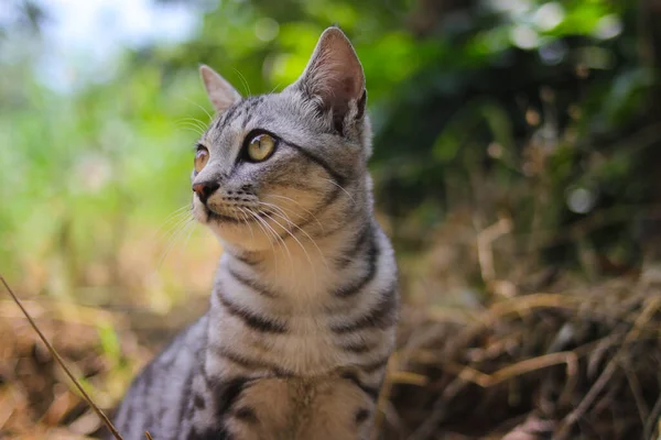 Närbild Vaksam Randig Vild Katt Med Vackra Ögon Sittande Marken — Stockfoto