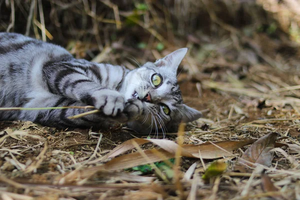 一只可爱的条纹野猫躺在地上的特写画面是在森林里玩树枝 — 图库照片