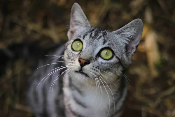 一只长着一双美丽绿色眼睛的好奇的条纹野猫俯瞰着森林里的摄像机 — 图库照片