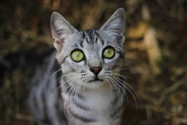Top Syn Nyfiken Randig Vild Katt Med Vackra Gröna Ögon — Stockfoto