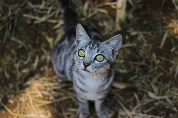 Vista Arriba Hacia Abajo Curioso Gato Salvaje Rayado Con Hermosos — Foto de Stock