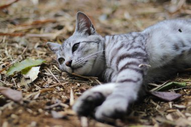 Çizgili vahşi bir kedinin yere uzanmış görüntüsü ormandaki kameraya bakıyor.