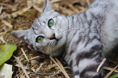 Çizgili vahşi bir kedinin yere uzanmış görüntüsü ormandaki kameraya bakıyor.