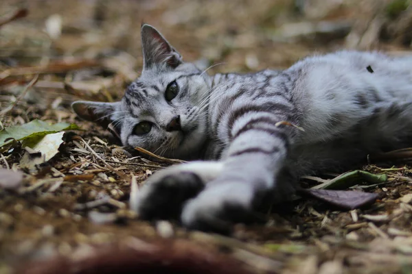 Närbild Randig Vild Katt Som Ligger Ner Marken Tittar Kameran — Stockfoto