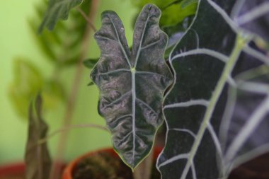 Arka bahçedeki güzel tropikal ev bitkisi Alocasia amazonica 'nın yakın görüntüsü.