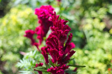 Bahçede yeşil yapraklar açan horoz tarağı çiçeği ya da Celosia kristali. Güzel Magenta Çiçeği Stok Resimleri.