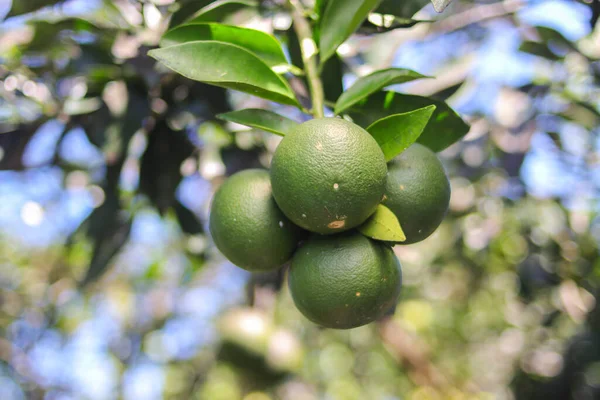 Jeruk Bali Mini Lub Pomelo Lub Citrus Maximamini Wiszące Drzewie — Zdjęcie stockowe