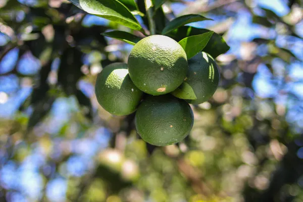 Jeruk Bali Mini Lub Pomelo Lub Citrus Maximamini Wiszące Drzewie — Zdjęcie stockowe