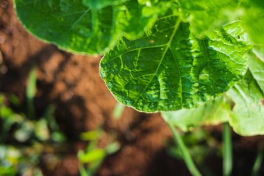 Taze yeşil Çin lahanası sabah Endonezyalı yerel çiftçiler tarafından hasat edilmeye hazır olacak..