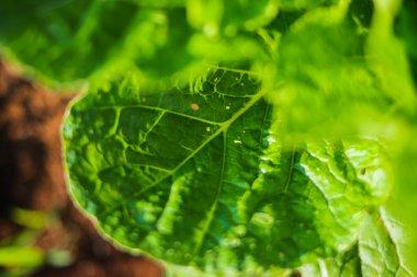 Taze yeşil Çin lahanası sabah Endonezyalı yerel çiftçiler tarafından hasat edilmeye hazır olacak..