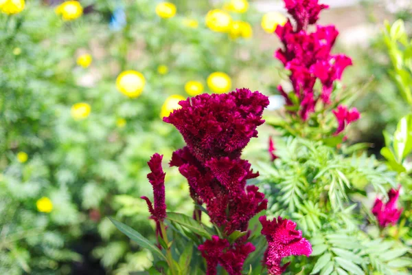 Bahçede yeşil yapraklar açan horoz tarağı çiçeği ya da Celosia kristali. Güzel Magenta Çiçeği Stok Resimleri.