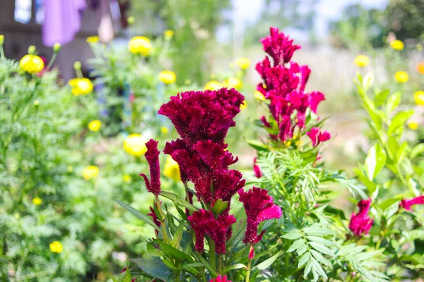 Bahçede yeşil yapraklar açan horoz tarağı çiçeği ya da Celosia kristali. Güzel Magenta Çiçeği Stok Resimleri.