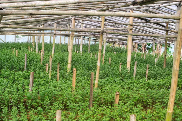 Produção Cultivo Flores Estufa Indonésia — Fotografia de Stock