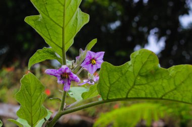 Kırlarda açan mor patlıcan çiçekleri..
