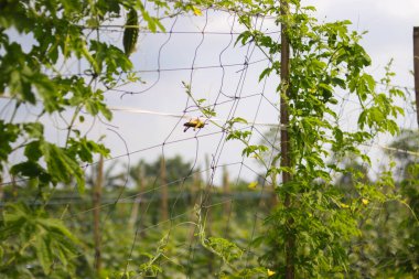 Çekirge Endonezya 'daki yerel tarlalarda acı kavun ağacında asılı..