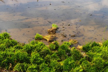Tarlalardaki pirinç tohumları ekilmeye hazır. Endonezya 'da geleneksel organik pirinç yetiştirme.
