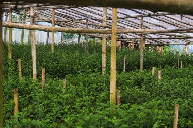 Endonezya 'daki serada çiçek üretimi ve ekimi.