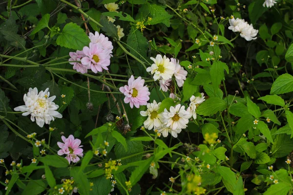 Lindos Crisântemos Rosa Branco Flores Jardim Comumente Conhecido Como Seruni — Fotografia de Stock