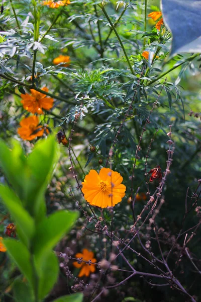 Саду Цветут Красивые Оранжевые Цветы Космоса Зелеными Листьями Изображения Цветов — стоковое фото
