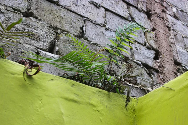 Wildpflanzen Wachsen Der Wand — Stockfoto