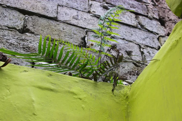 壁に生えている野生植物 — ストック写真